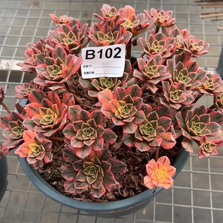 102甜茶18厘米左右