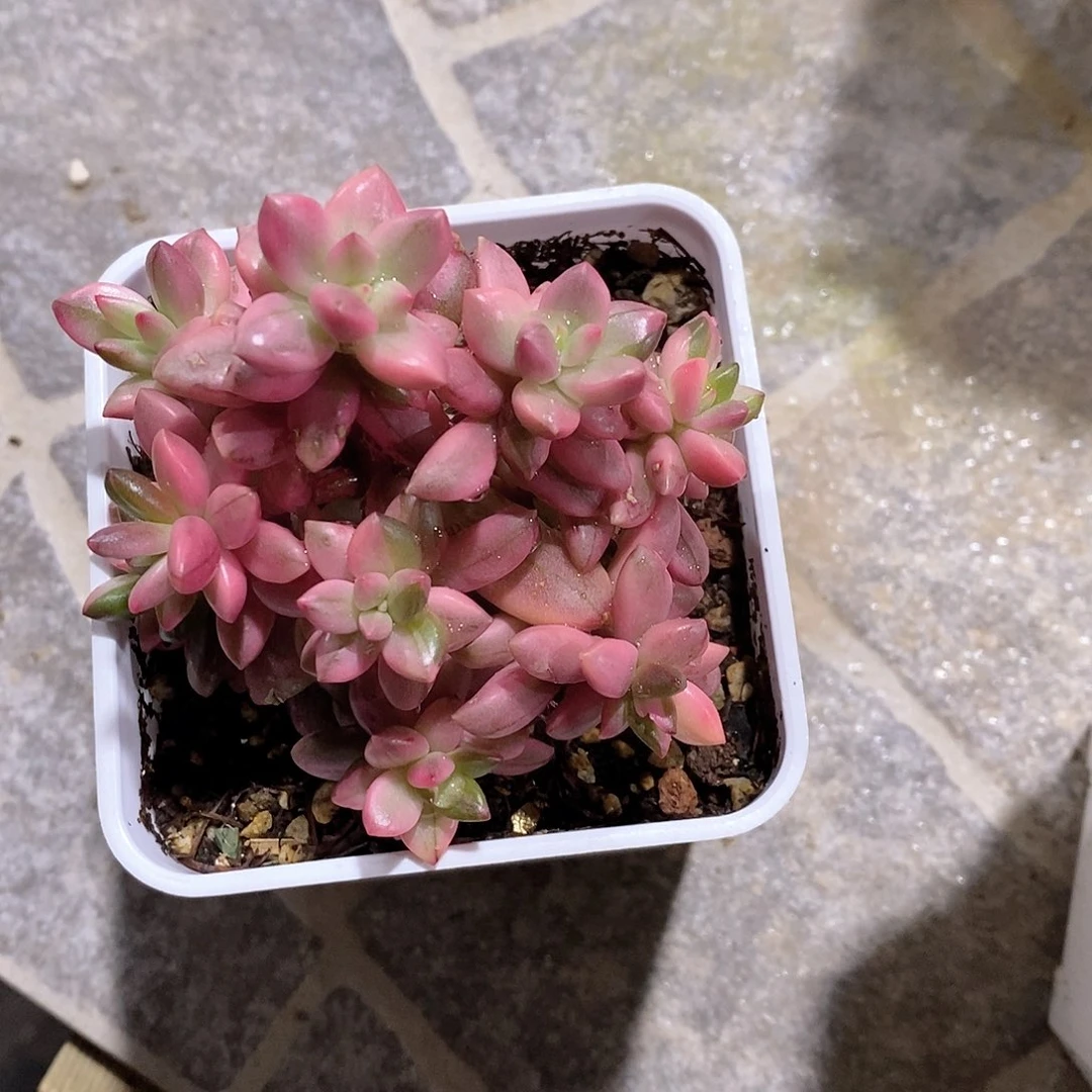 丽红美人锦多肉植物老桩