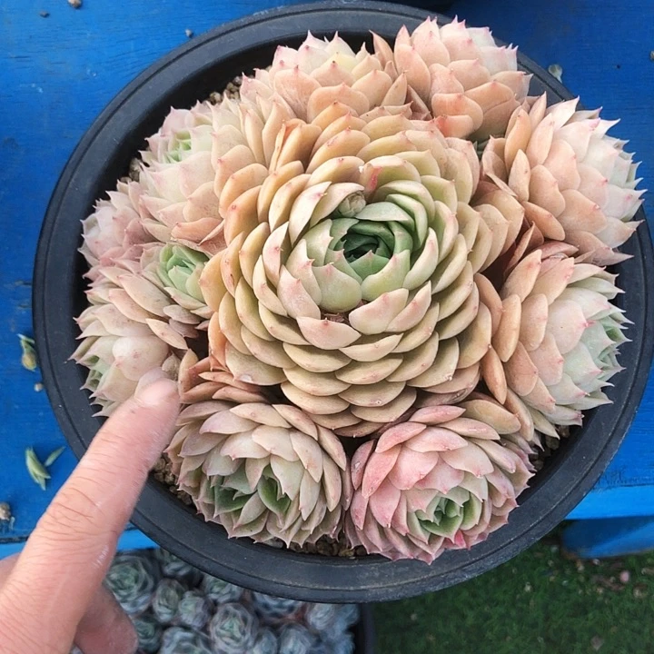 昂斯洛捧花多肉植物