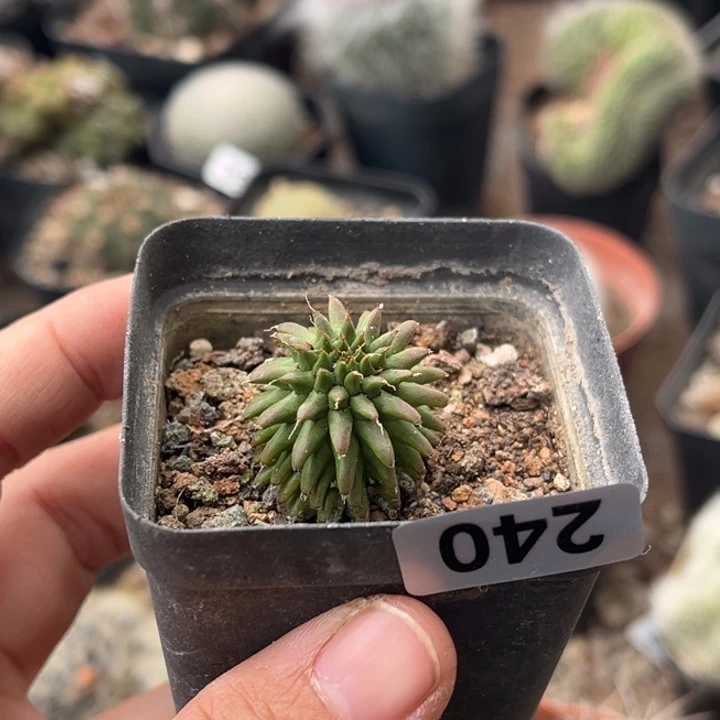 海胆大戟一物一拍自根