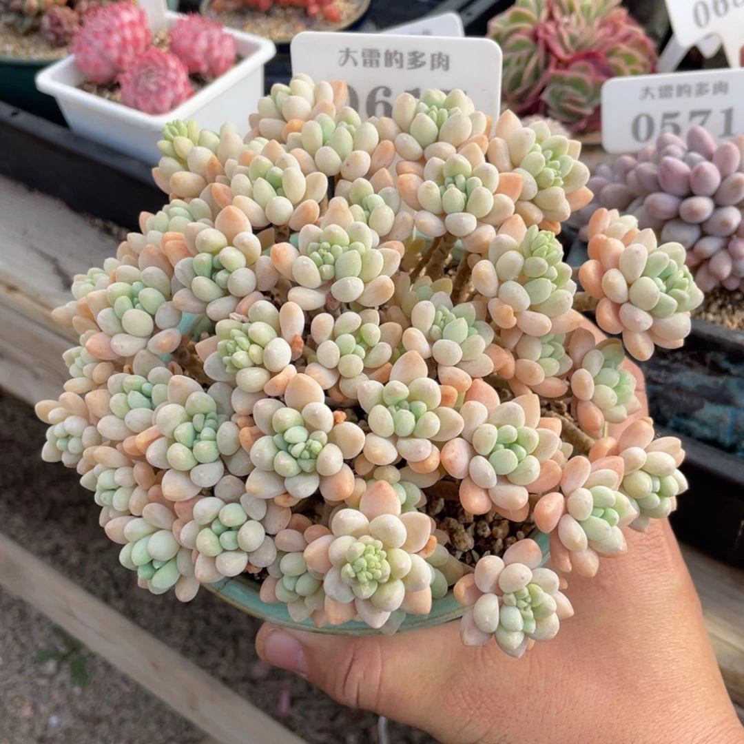 0617奶酪蛋糕不带盆16厘米