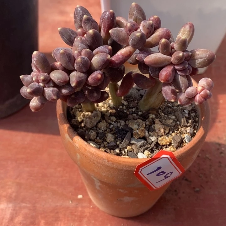 荔***来一物一拍千代田缀多肉109