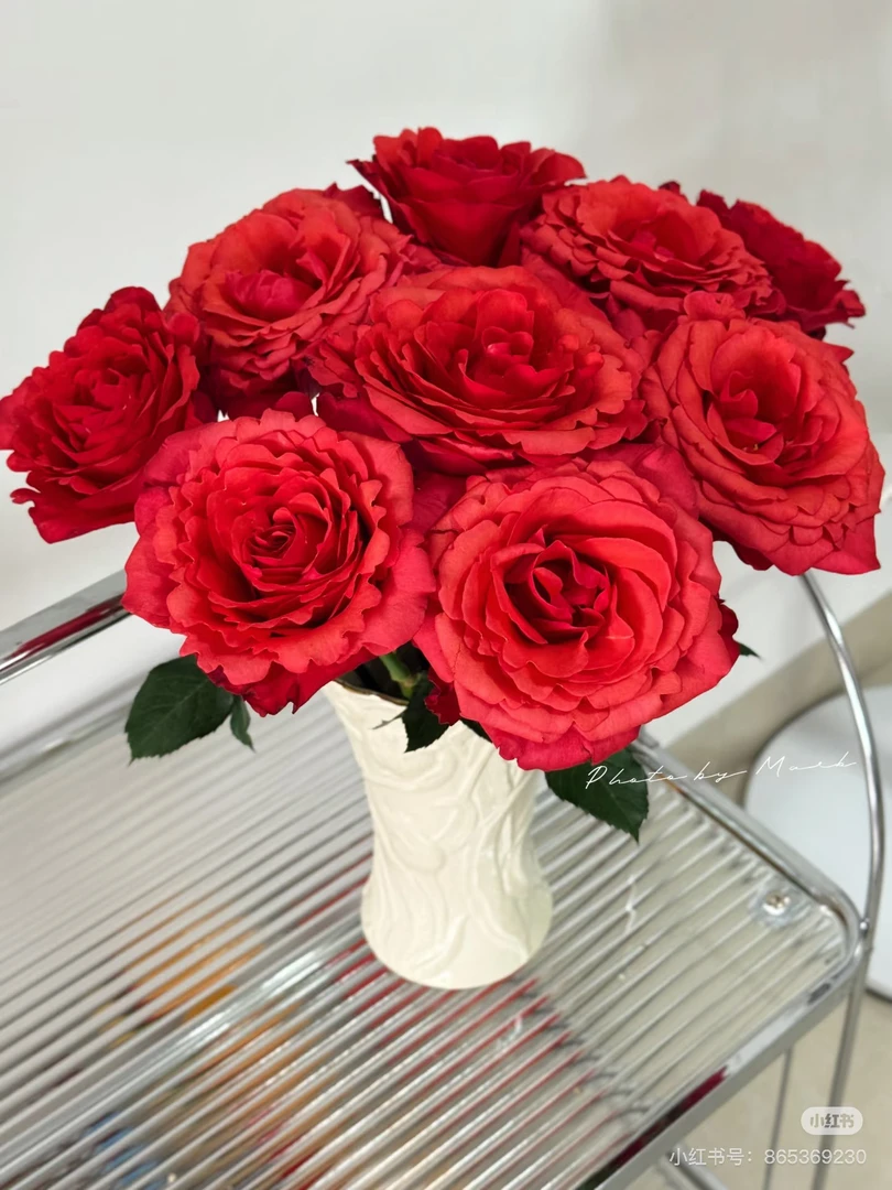 （亚欧）单头红楼10支！三件顺丰空运20%不售后