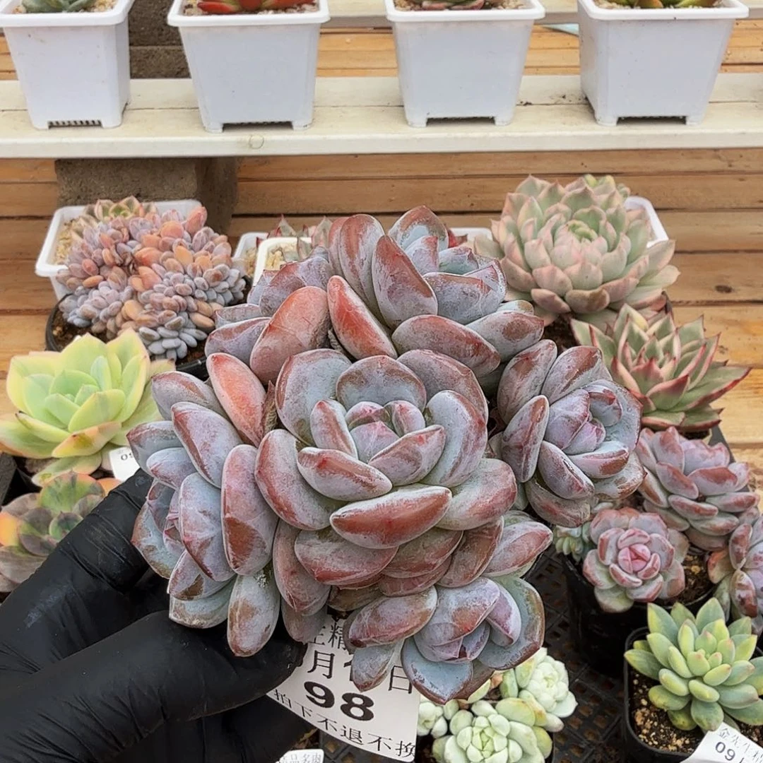 0918-98温斯莱特缀