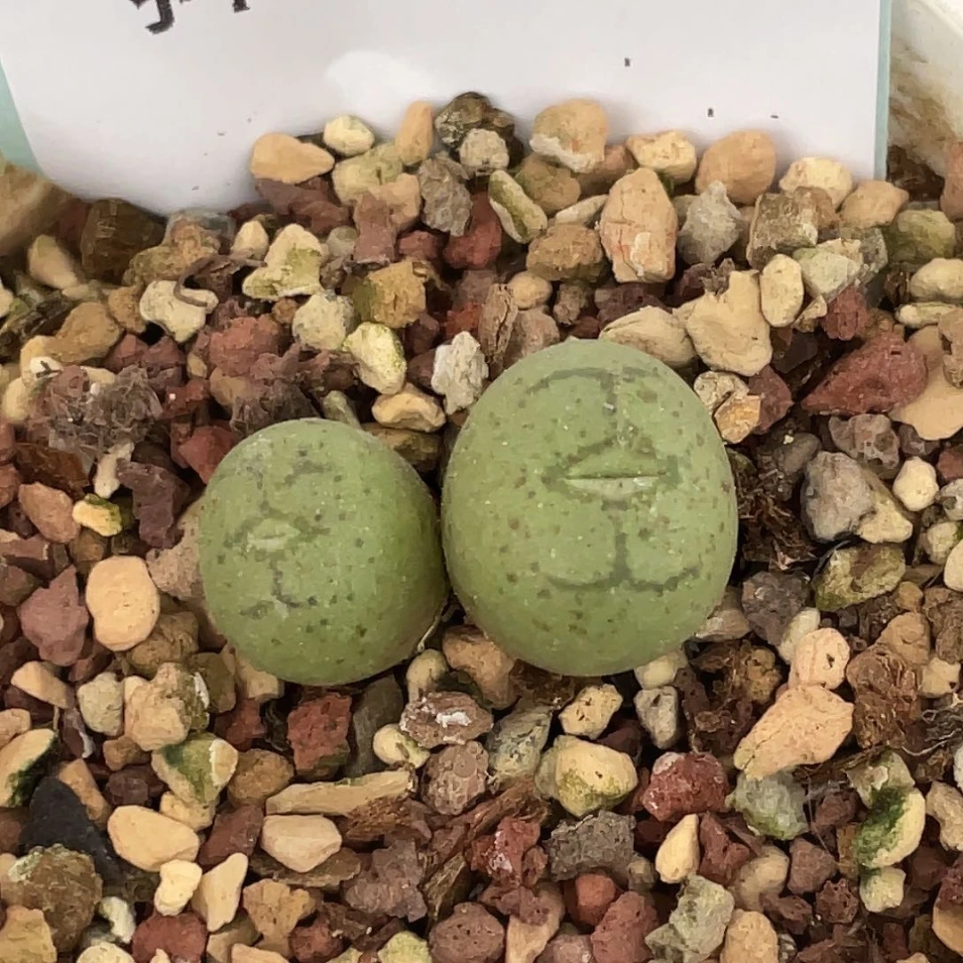 17-134猴多肉植物肉锥