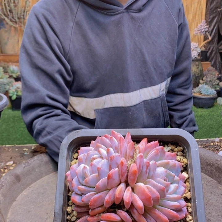P***y341 肉咖多肉植物一物一拍