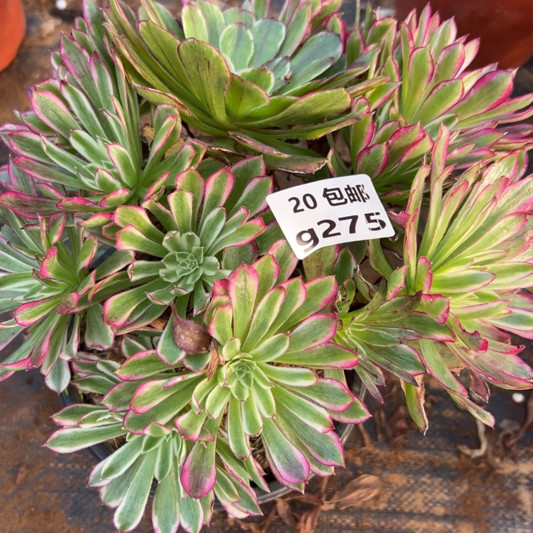 275仙墨，满20包邮嘟叮熊
