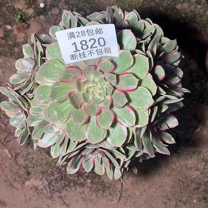 1820孔雀翎多肉植物