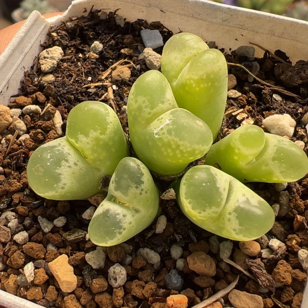 017多肉植物种类多样
