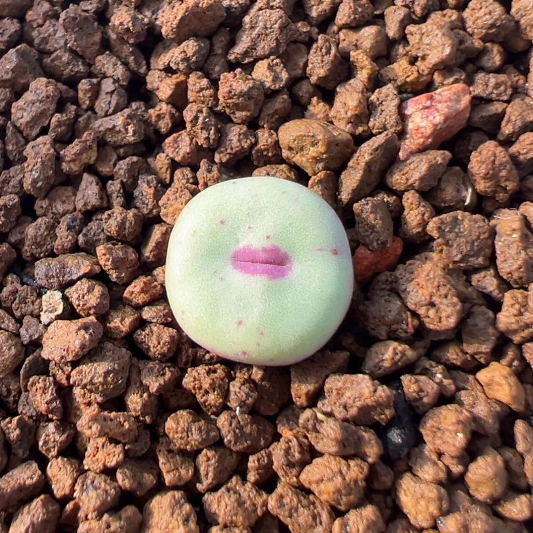 054多肉植物种类多样