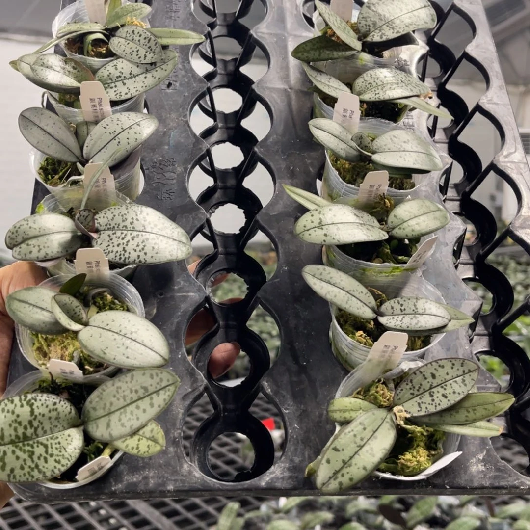 当前无花栽培后可以开花银叶精选株1.7苗