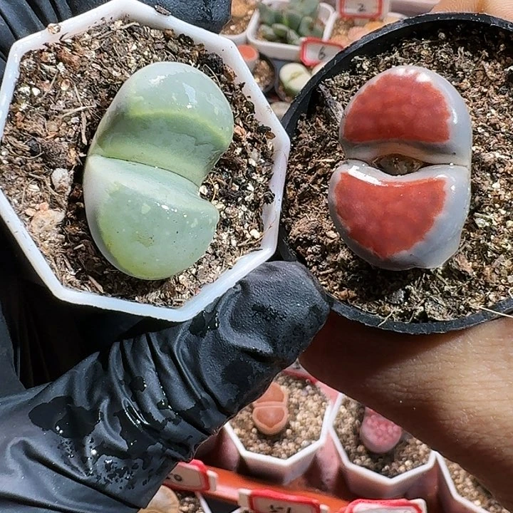 木**森生石花111111111。    338