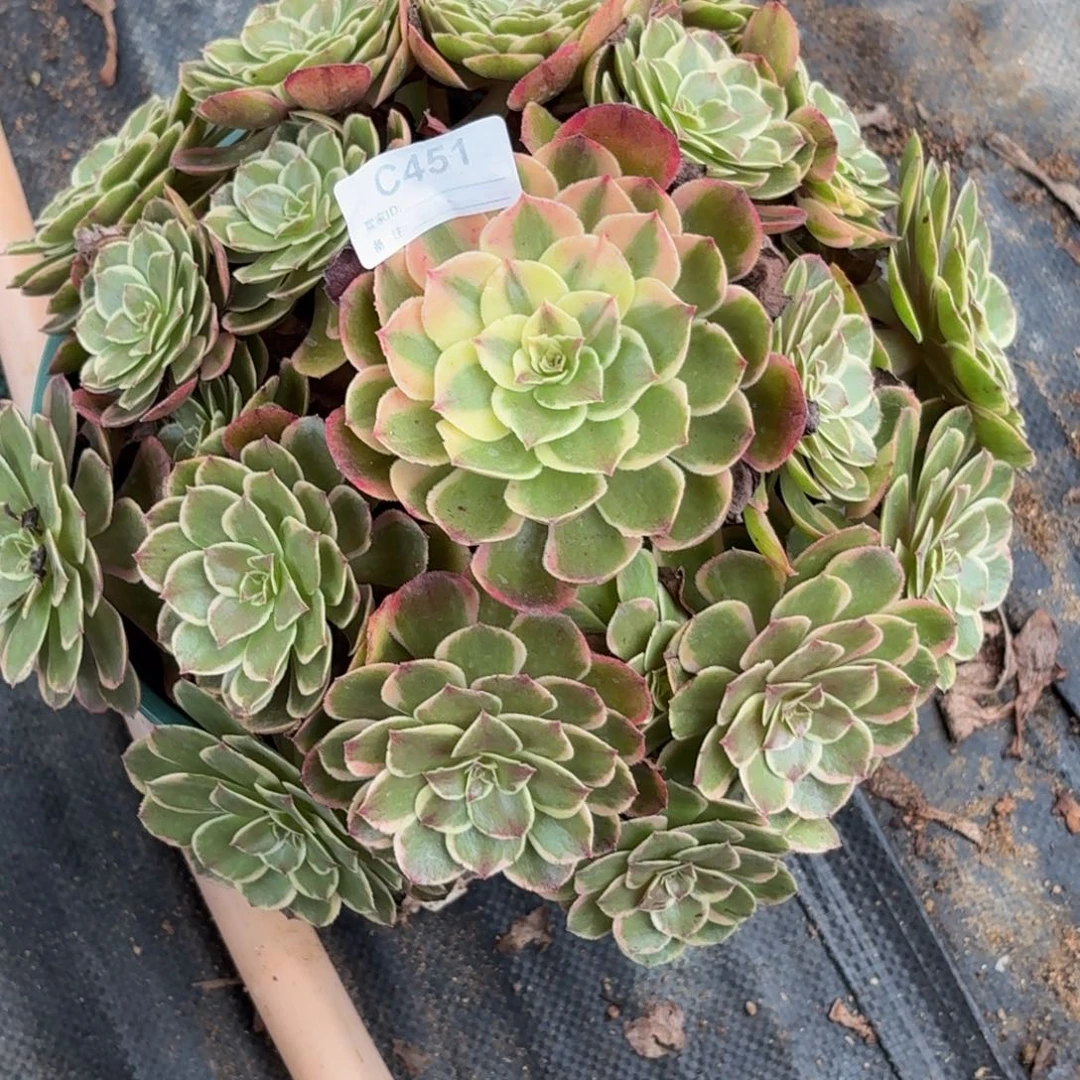 幸***远451粉花妖多肉植物
