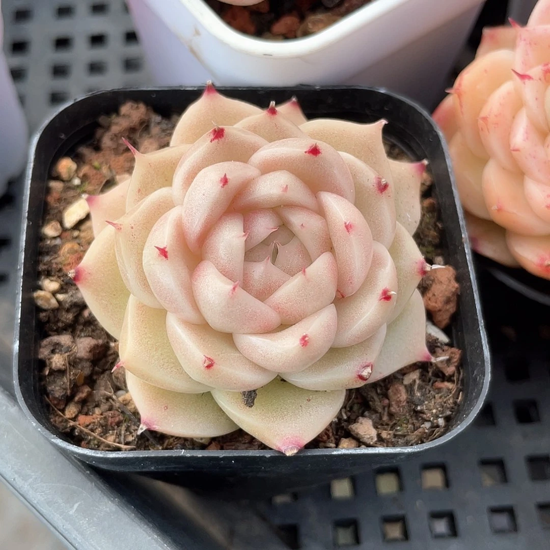 悄**笑优选麦秆福利8273