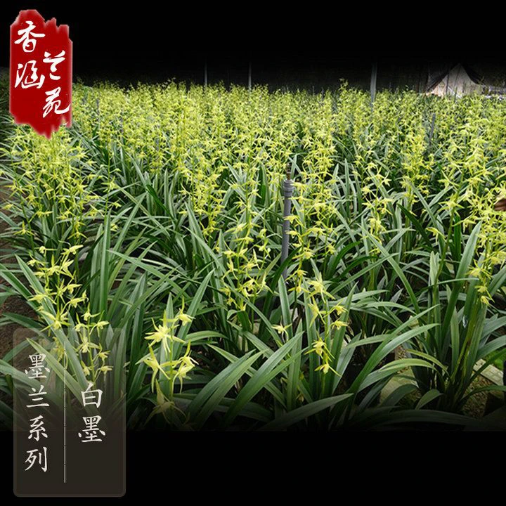 新年兰花墨兰-白墨 浓香型蝶瓣黄色大花 (花期11-2月)
