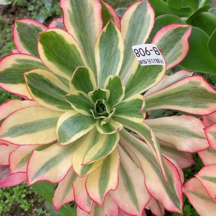 908魅影嫁接多肉12345678