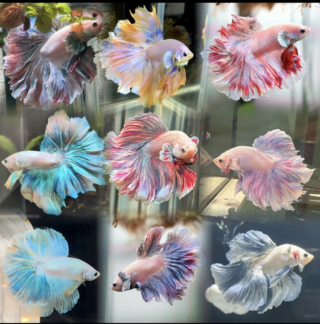 （481-504号）泰国斗鱼小型热带观赏鱼小宠物懒人鱼（直播间选号）