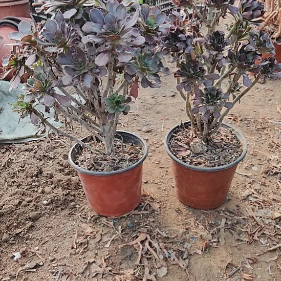 两颗法师加急发货8