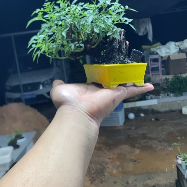 *****完全开放退款拉黑一物一拍367