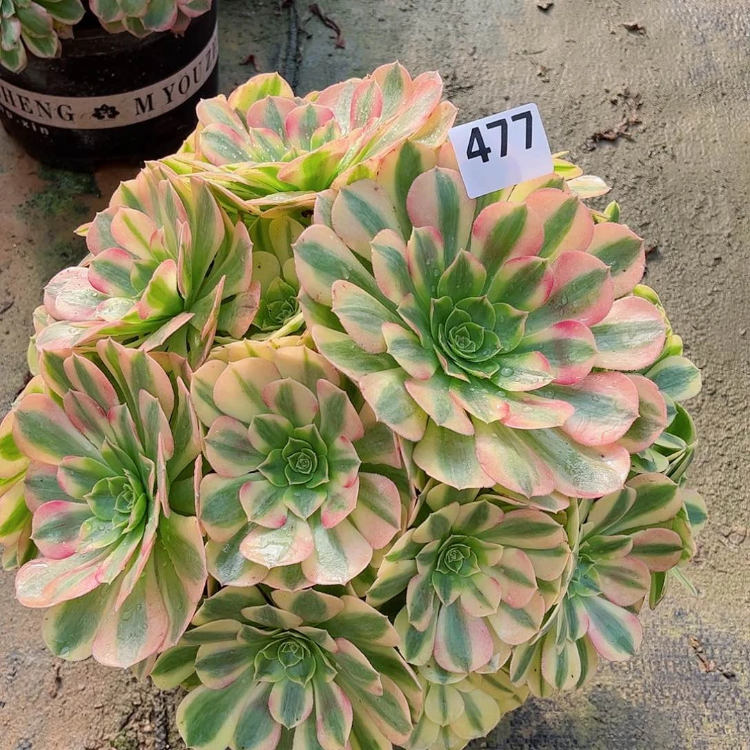 无花朵多肉植物477