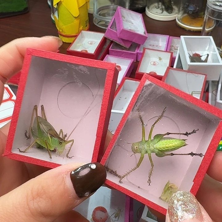 用***4蟋蟀2条扎嘴。