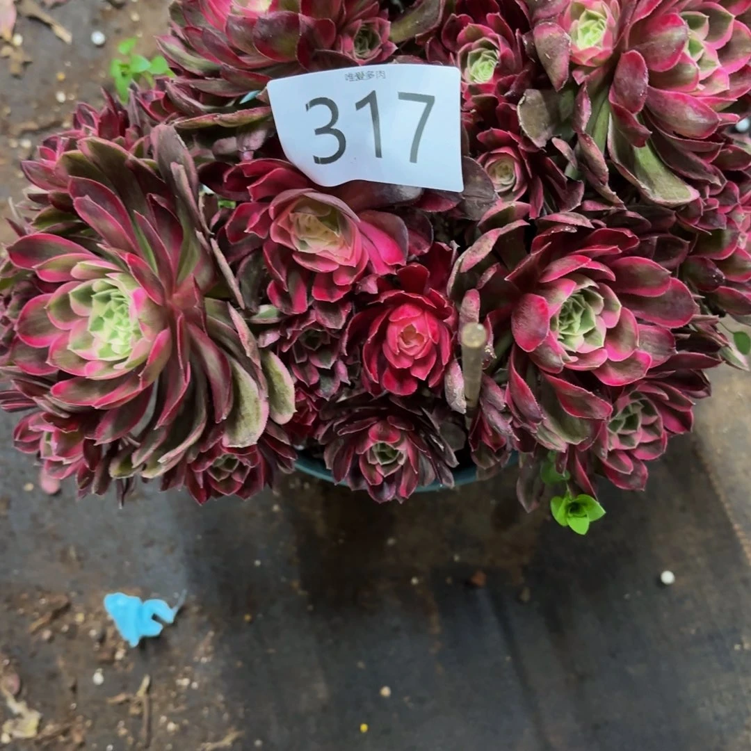 成***号哈哈多肉葡萄福利317