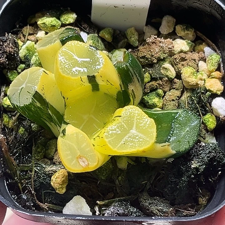 174玉龙万象锦头家多肉十二卷