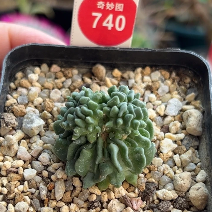 自根无刺蝌蚪球群一棵仙人球