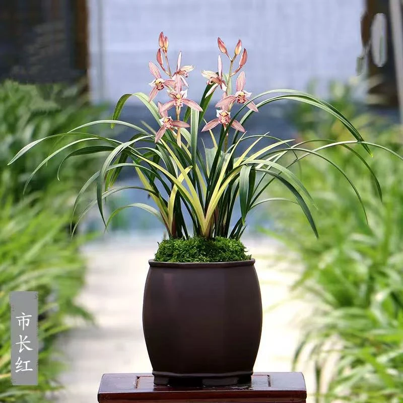 【市长红】四季兰 建兰铭品兰花 好养绿植兰花苗