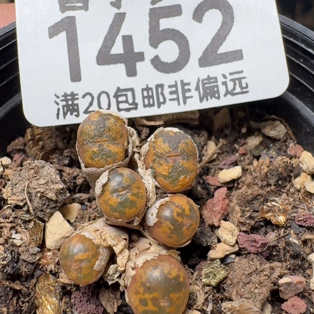 猴脸勋章带盆土。