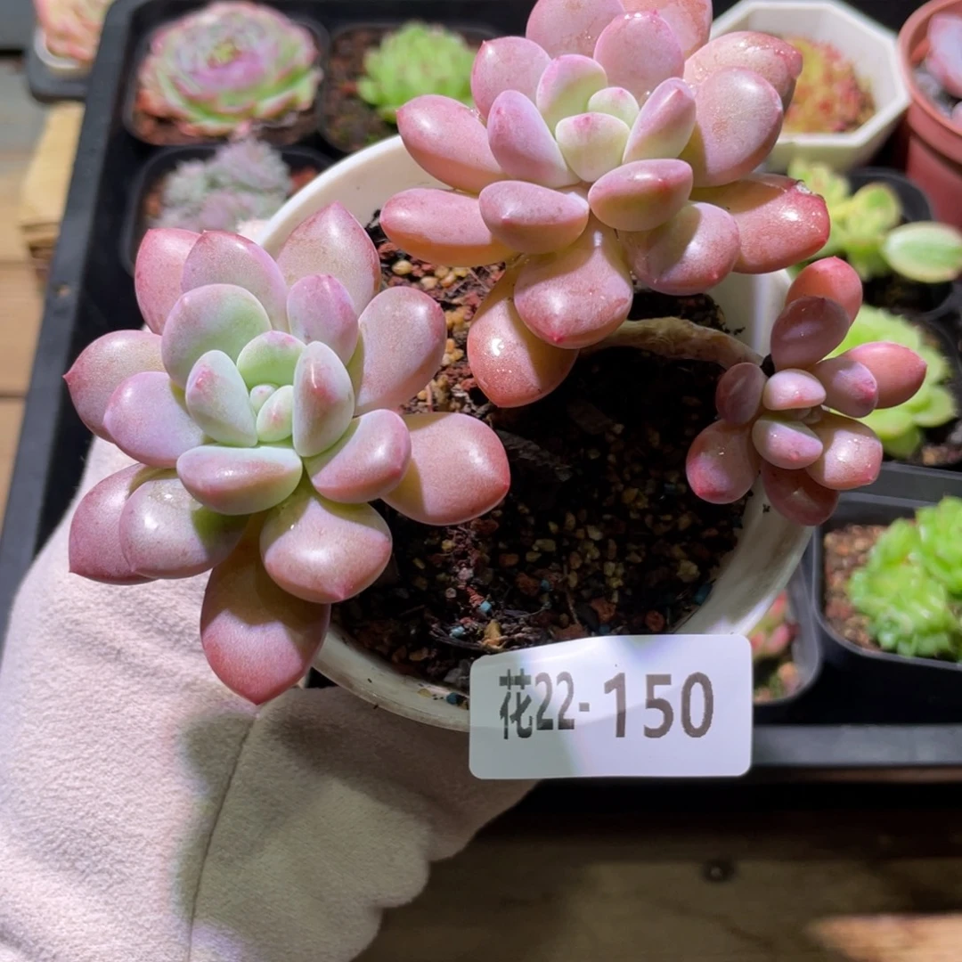 花利美22-150白鹭