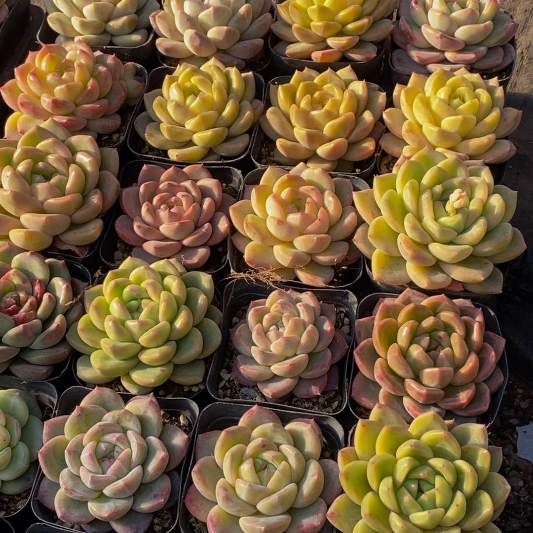 毅**深108多肉植物保护研究所所长助理