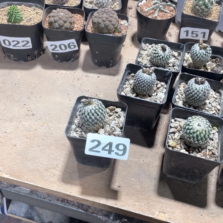 小*249实生精巧殿一颗