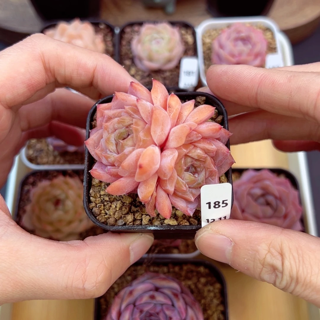 好好看185、哈哈哈哈