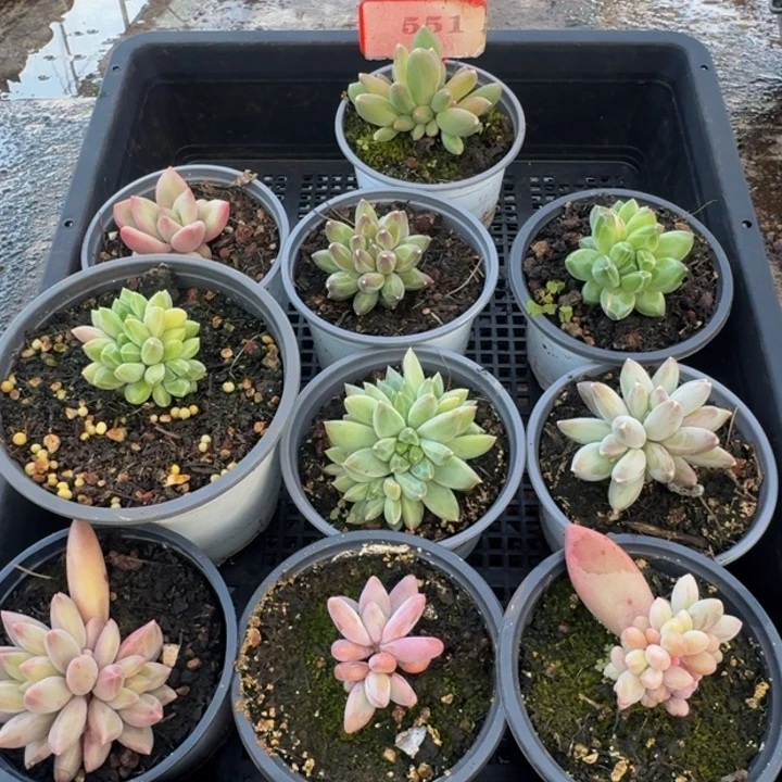 551多肉植物一物一拍