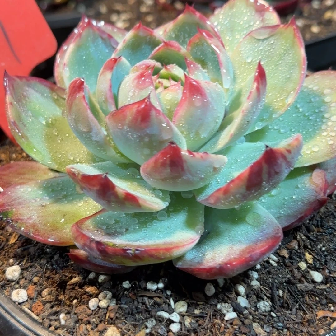 花脸拉丝惊鸿一物一拍包装收缩花旱151