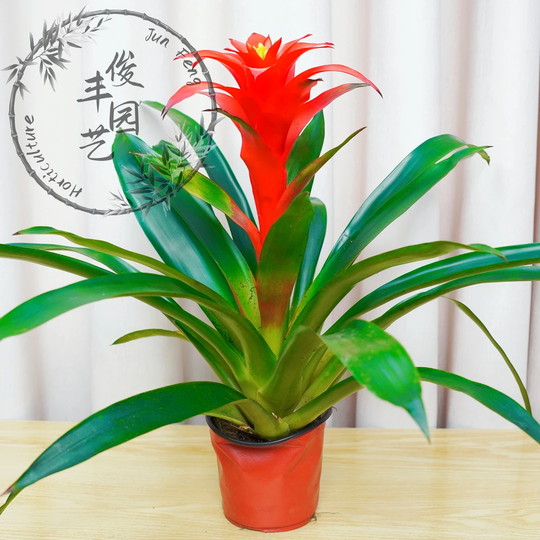 【鸿运当头】室内好养懒人绿植盆栽四季开花鸿运当头