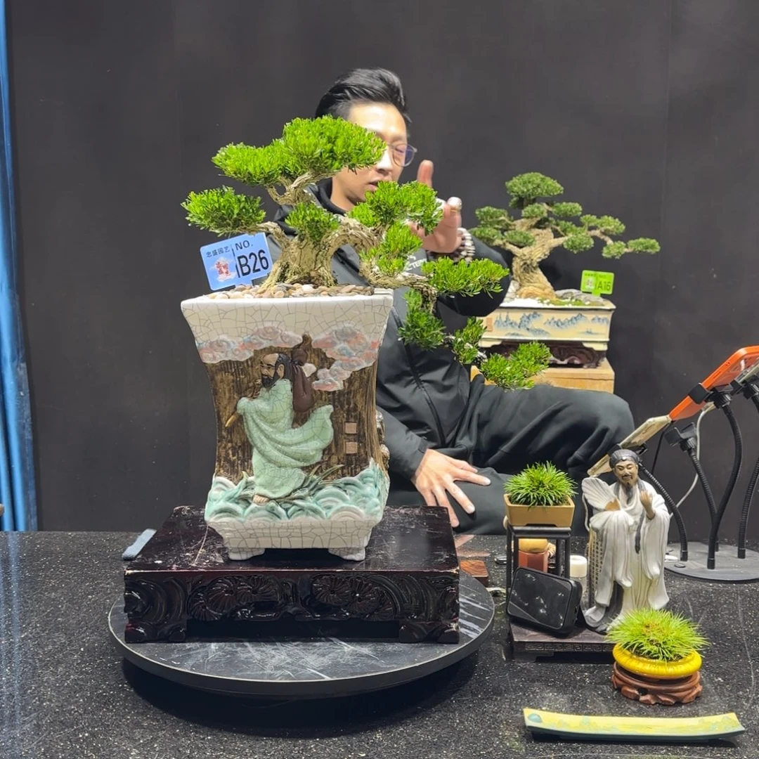 挺***玩以实际为准黄杨室内室外盆景艺术