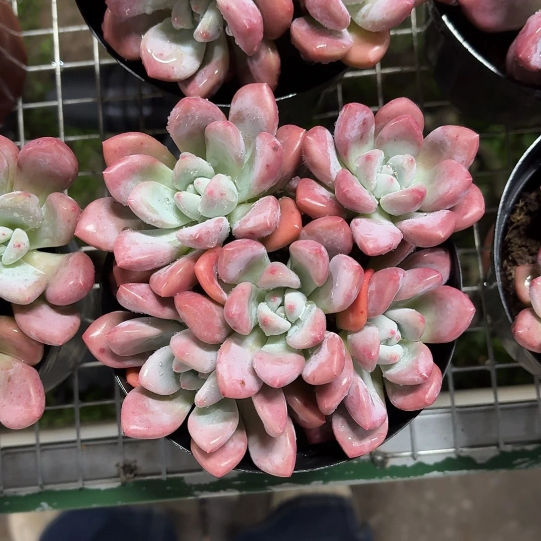 奥普琳娜群生12㎝爆盆