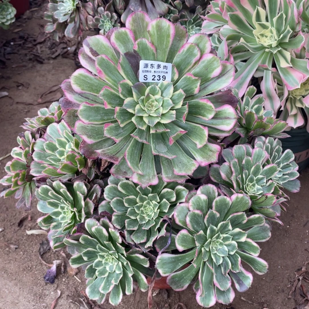 239紫烟多肉法师断枝不包