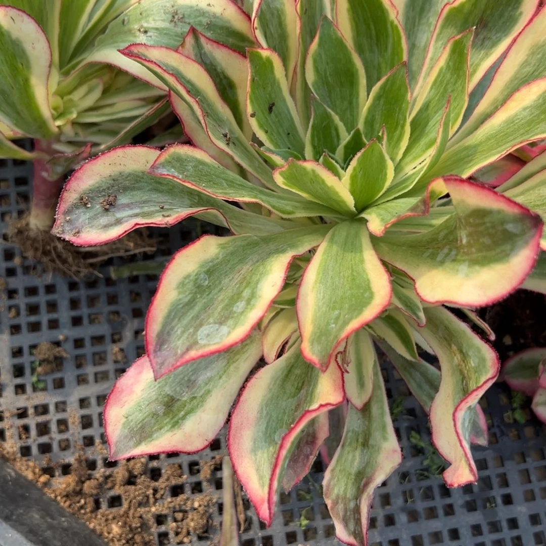 魅影捧花 19.9一颗量