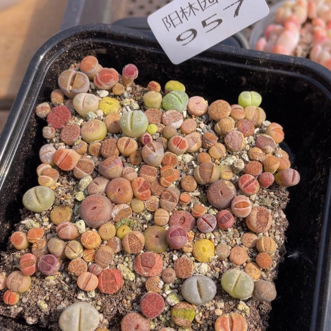 多肉植物多肉植物957