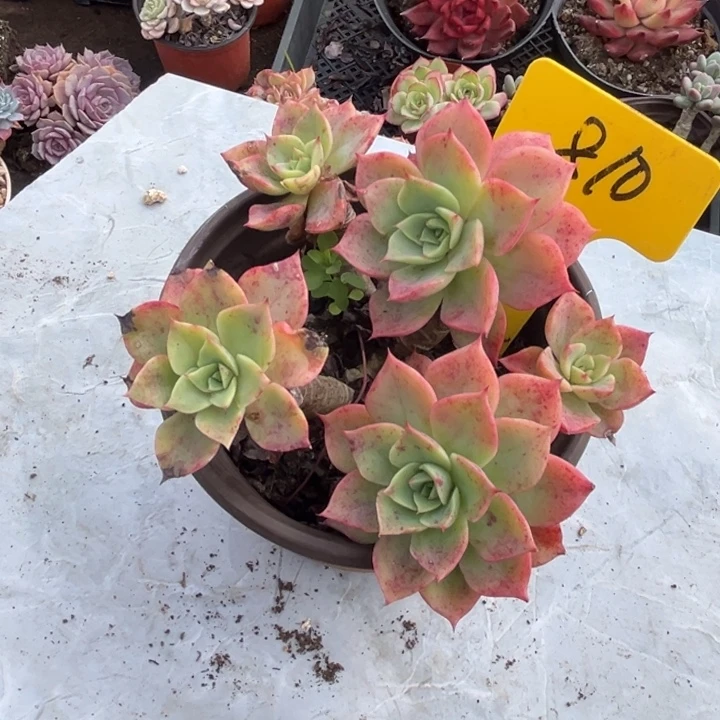 810 0000000000000000