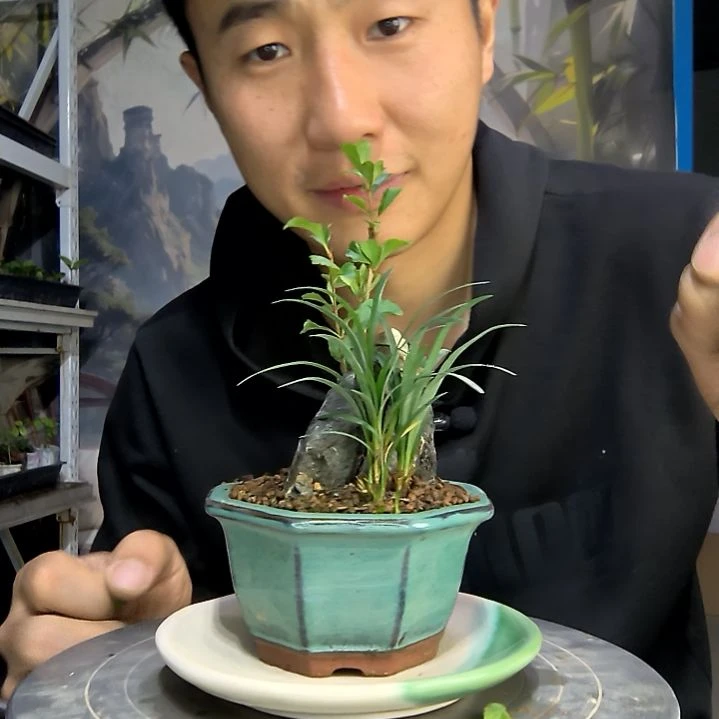 z****i中青园艺一物一拍294