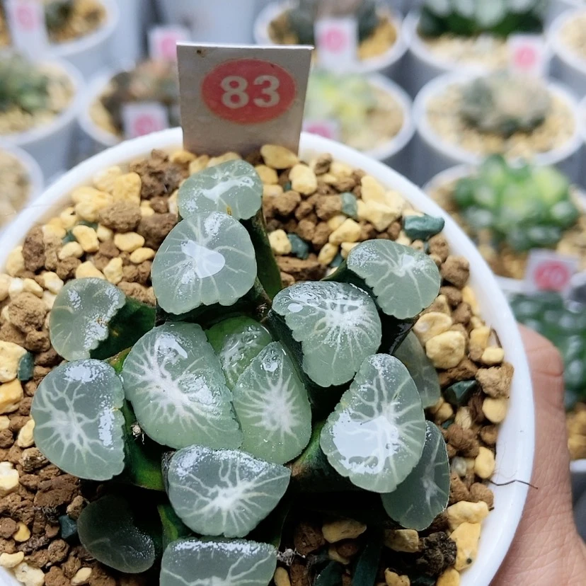 【闪购商品】83欧若拉