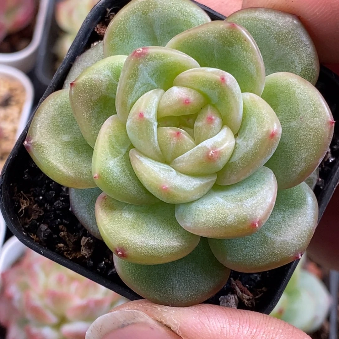 天官赐福百无禁忌