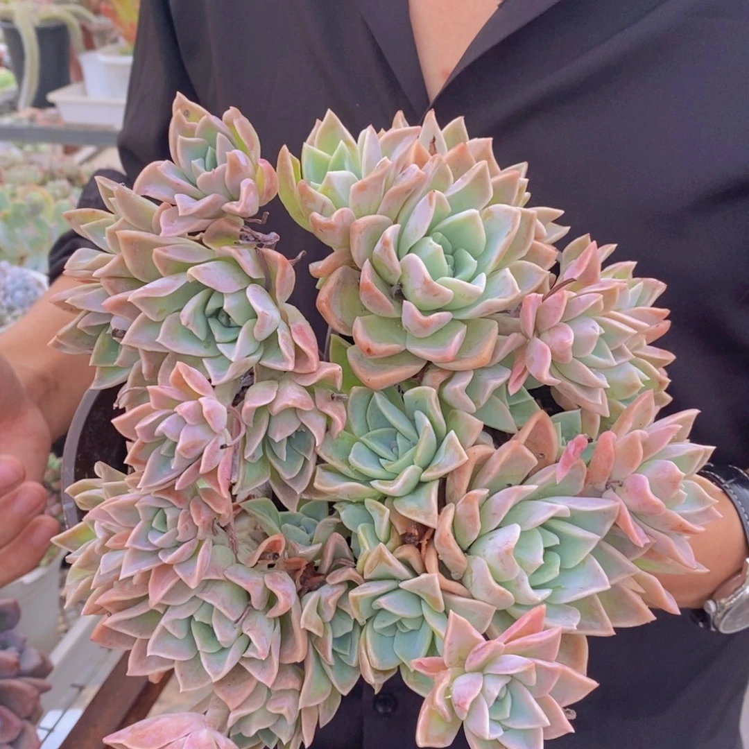 群生哈里沃森两盆