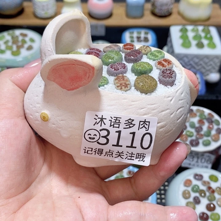 精美盆栽 一物一拍 3110