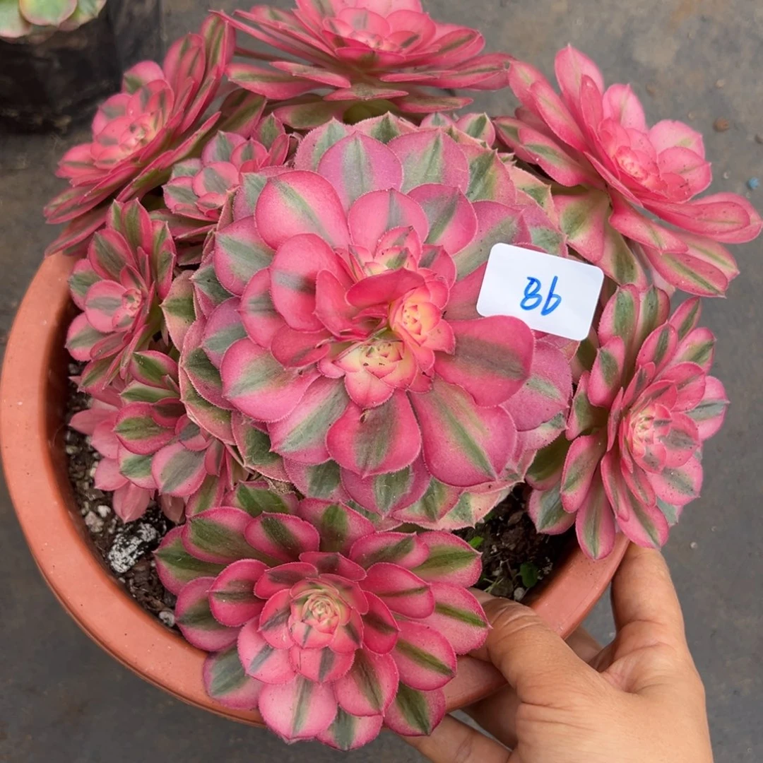 86倾城多肉植物一紫