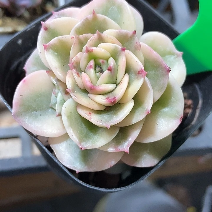 多肉植物牡丹锦687
